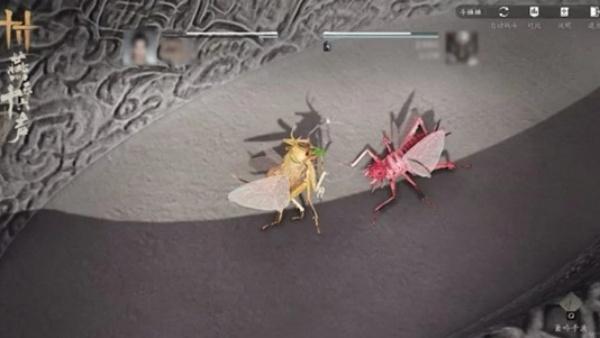 燕云十六声开封皇宫斗虫怎么玩