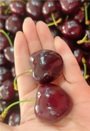 车厘子是凉性的吗 车厘子是凉性还是热性的 车厘子是凉性的吗 车厘子是凉性还是热性的