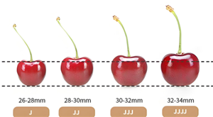 车厘子大小等级J是什么意思 车厘子2j3j4j是什么意思